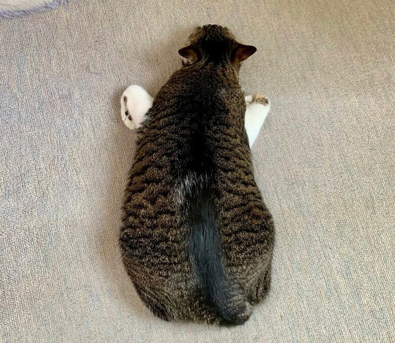 上からみた香箱座りの亜種