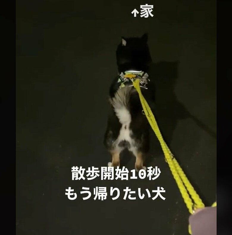 散歩は10秒で帰ろうとすることも