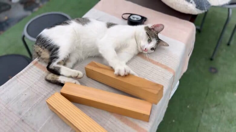 木材で遊ぶムギくん