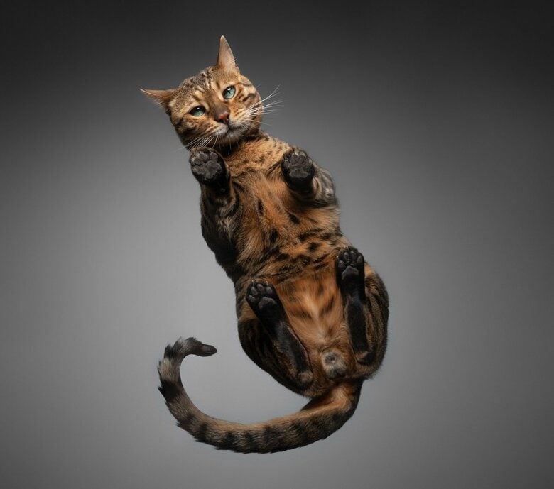 下から見たスフィンクス座り（画像はイメージ）