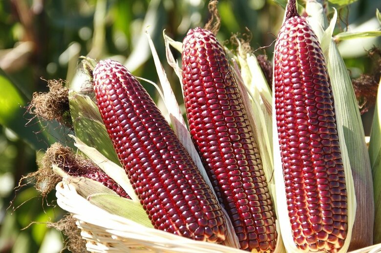 （提供：株式会社大和農園）