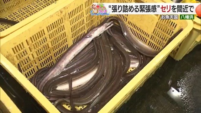 市場に並ぶ極太のハモは迫力満点