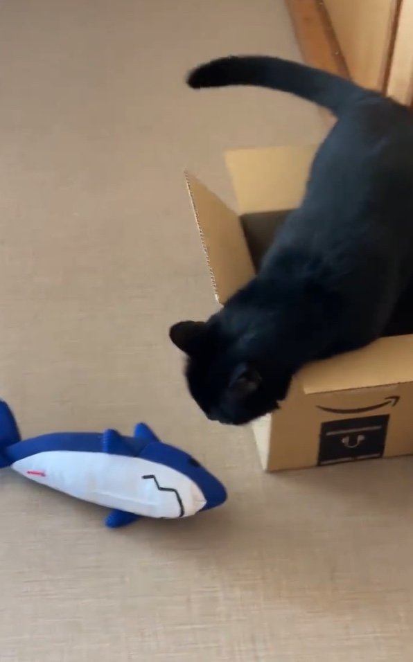 提供：マクーさん