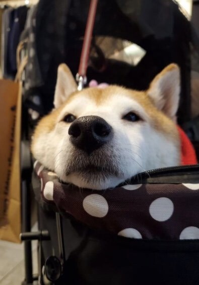 提供：柴犬ななさん