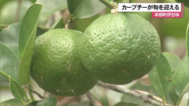本部町伊豆味でカーブチーが旬を迎える