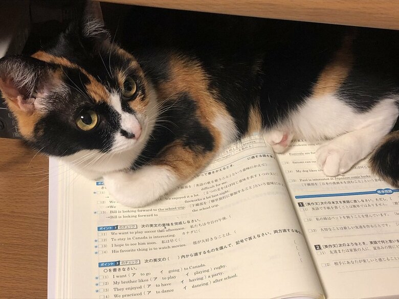 宿題を手伝ってくれるナナちゃん