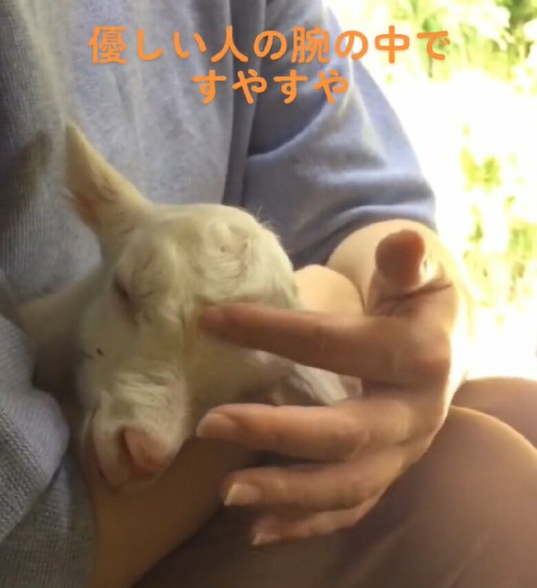 眉間をなでなでされている（提供：むつざわヤギ牧場）