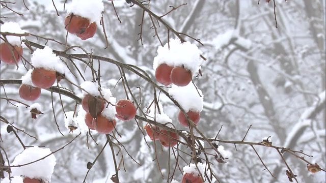 雪が積もってもエサとなる柿の実が
