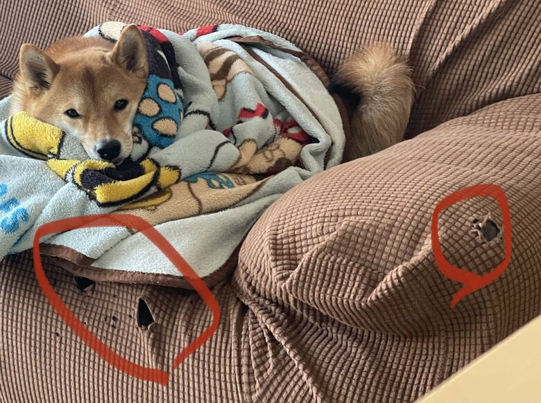 過去にはこのような被害も出ていた