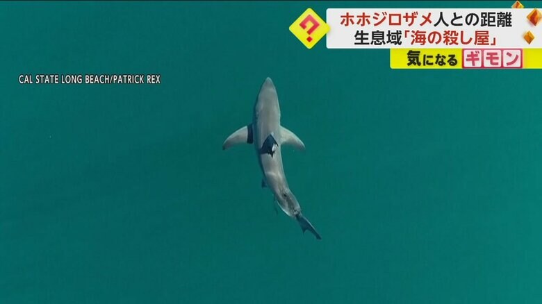 カリフォルニアの海を泳ぐホホジロザメ