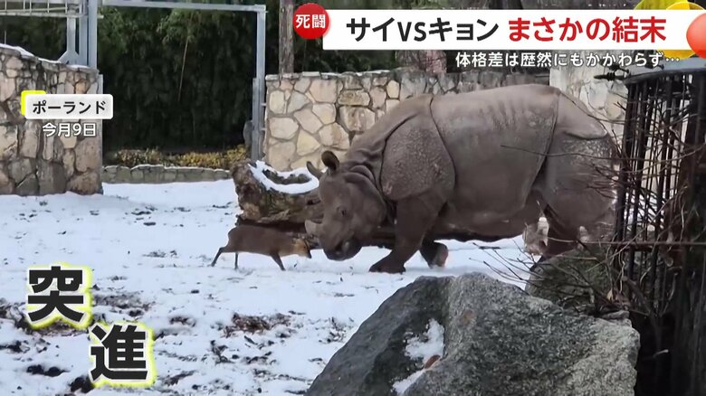 サイに突進したキョン（ZOO Wrocław）