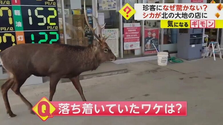 北海道羅臼町のガソリンスタンドの敷地内に入っていくシカ