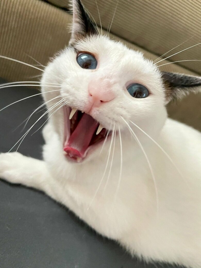 どうだ！と言わんばかりのあくび（提供：つくね＆ひまりさん）