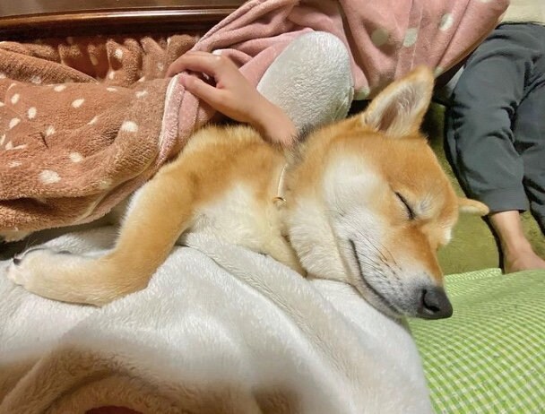 提供：shiba_mugi_さん