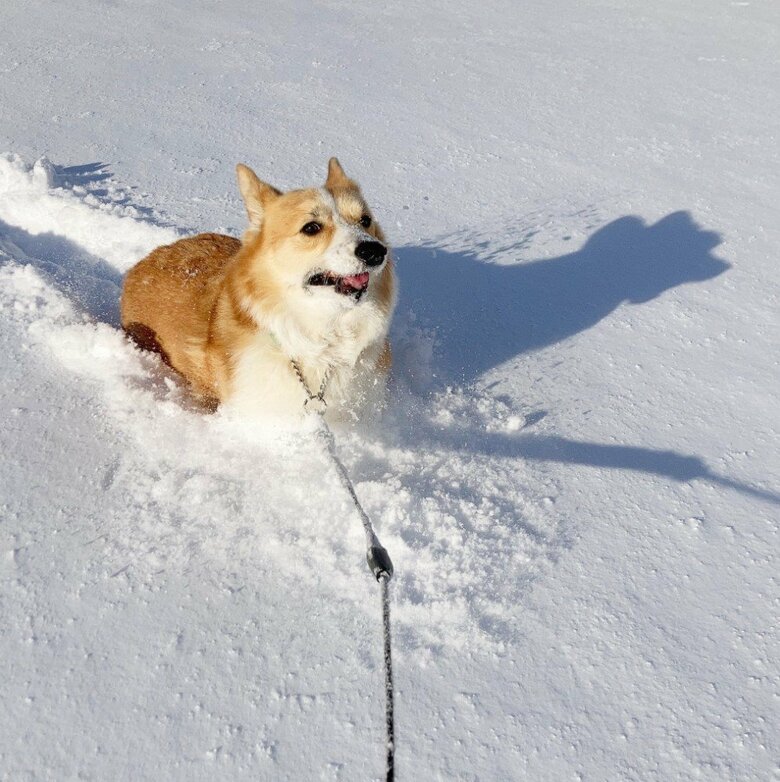 提供：むぎん家＠きよらさん