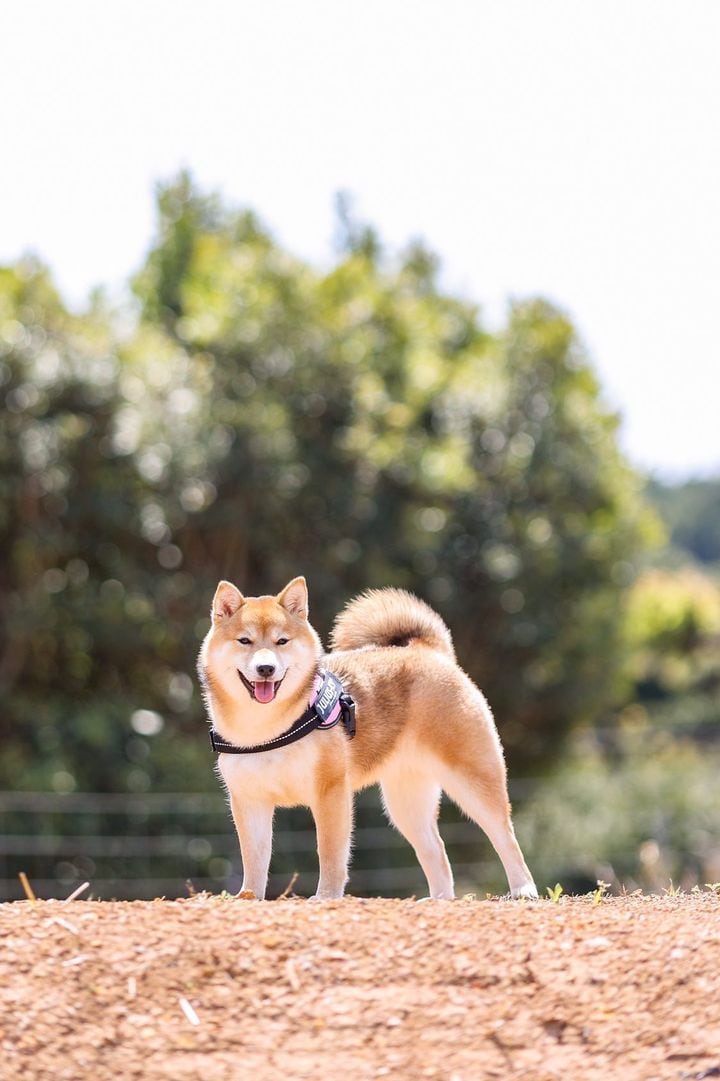 提供：shiba_mugi_さん