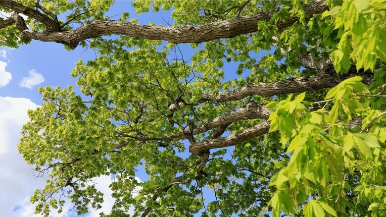 餌となる木の近くで見つかるという（画像はイメージ）