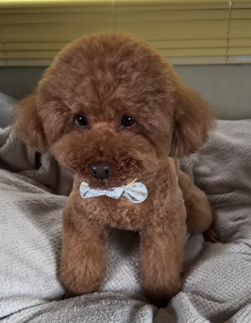 提供：Leo トイプードルさん