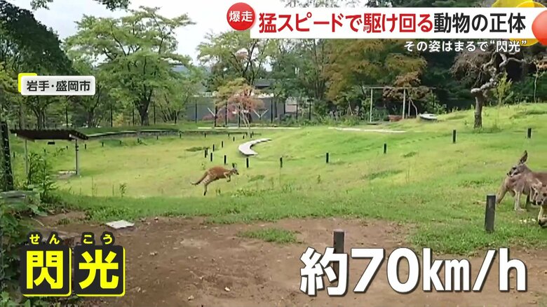 場所によっては時速約70kmものスピードを出すというカンガルー