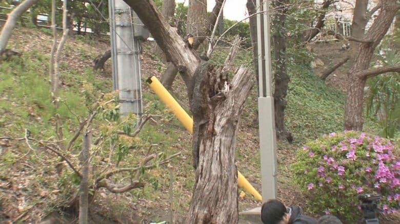 写真に写っていた桜