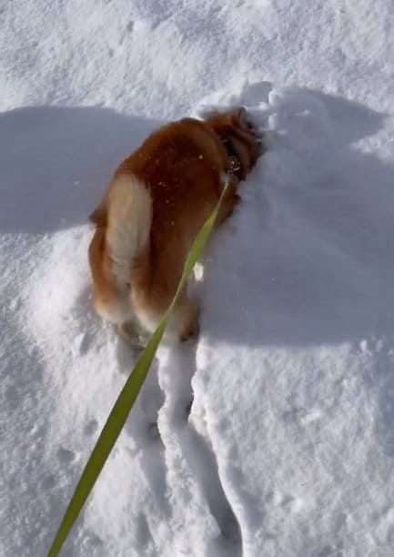 鼻で雪をかき分けて進むハルちゃん