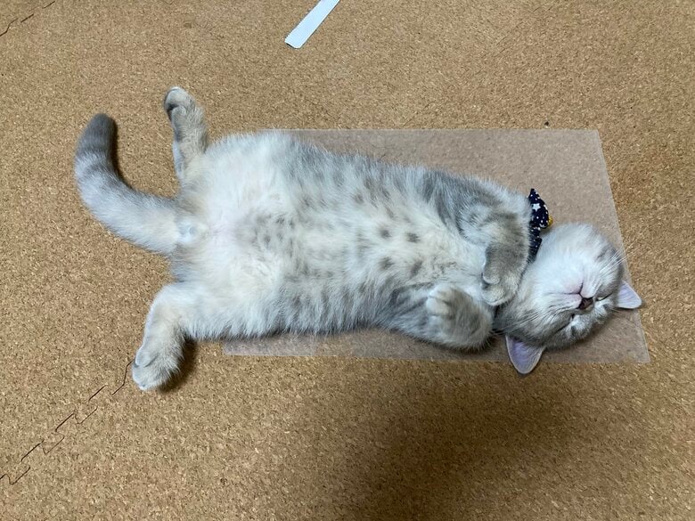 普段から「ヘソ天」をするといういわしくん