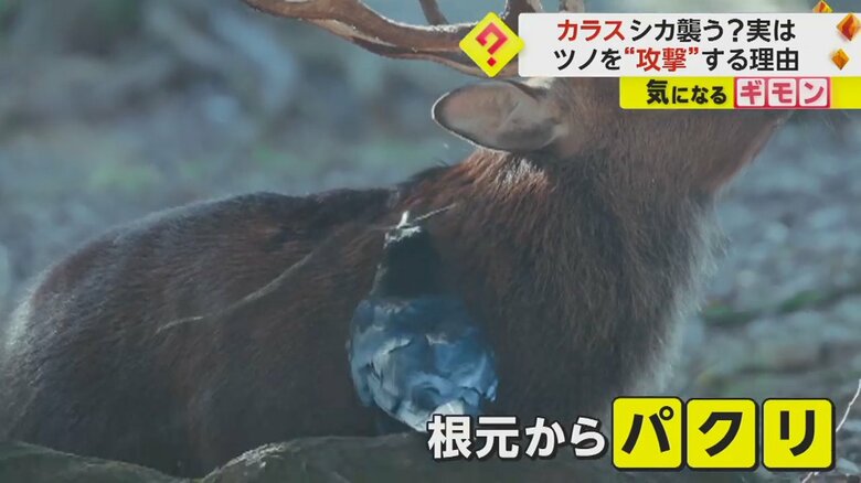 カラスがシカのツノの皮をはいで食べている