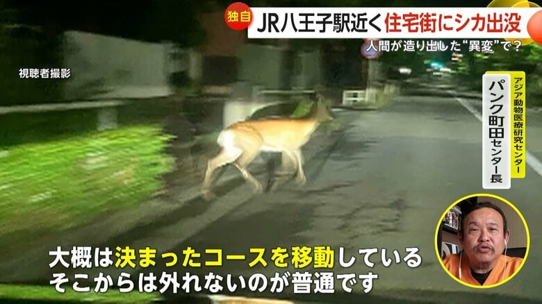 住宅街の道路を歩くシカの写真