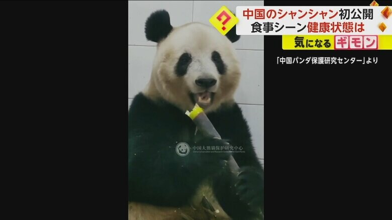 タケノコをかじっているシャンシャン