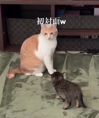 提供：たーにゃ。さん