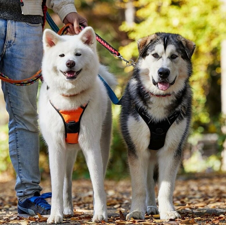 左：ユキちゃん　右：ヨルくん