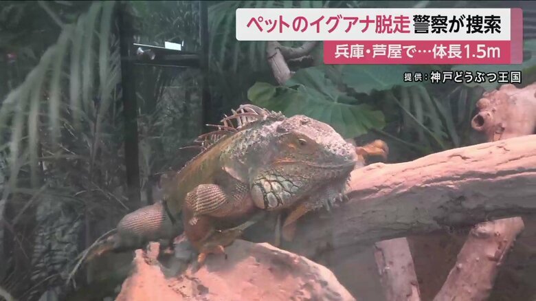 ※グリーンイグアナ。当該の、逃げたイグアナではありません。