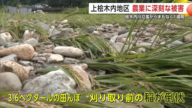 大量の石が流れ込み稲も倒伏した田んぼ