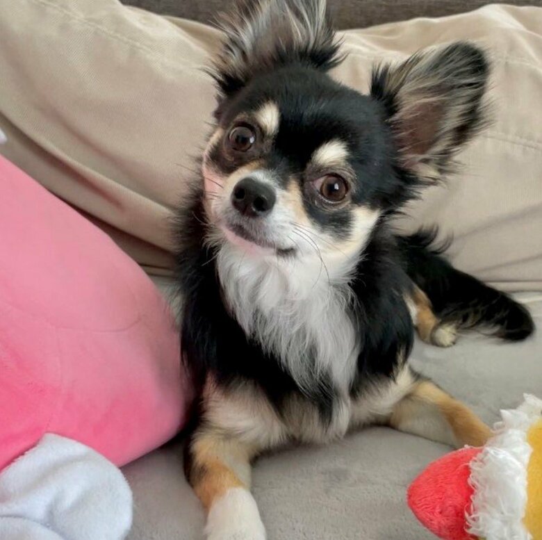 提供：チワワのごまじろーさん