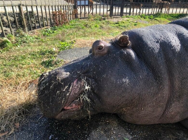 ひなたぼっこ（提供：那須サファリパーク）