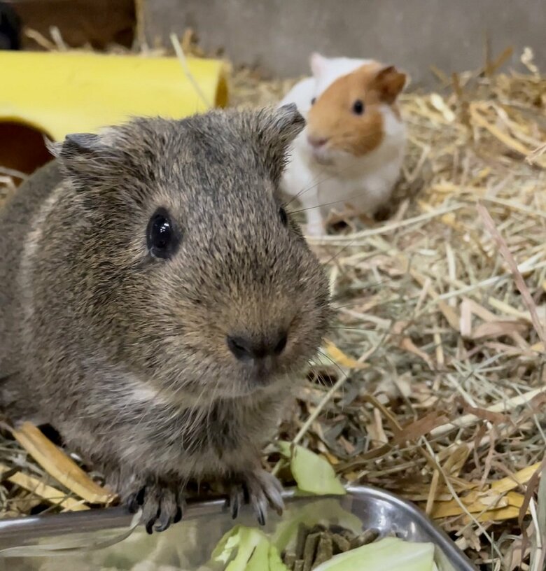 （提供：おびひろ動物園）
