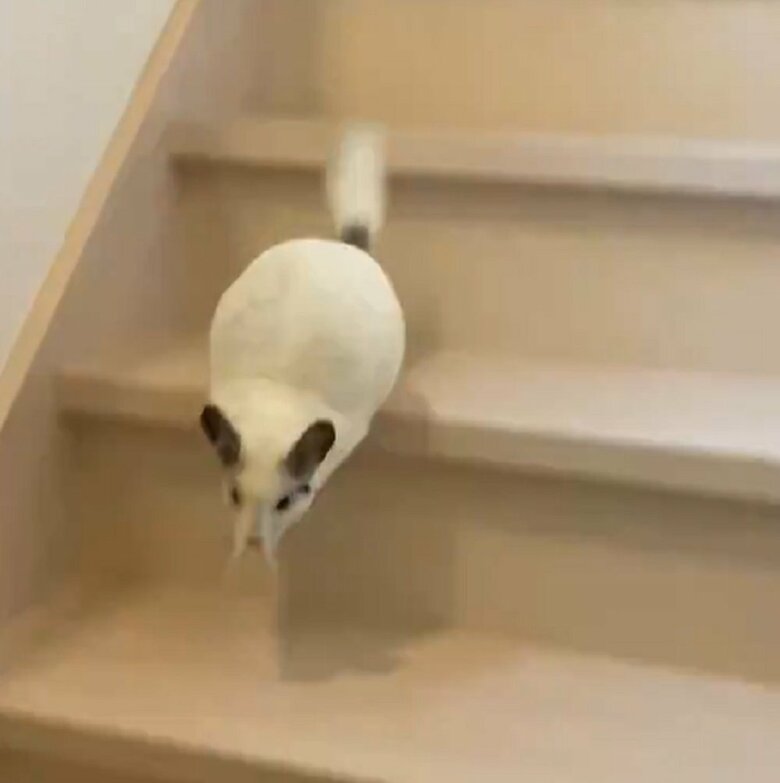 ものすごいスピードで駆け下りてく