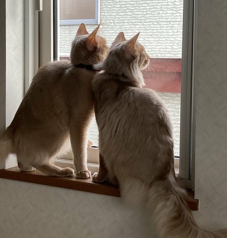 外を眺める2匹