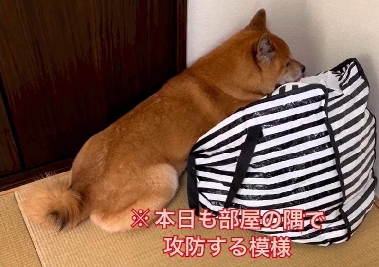 隠れているつもりで全然隠れていない様子