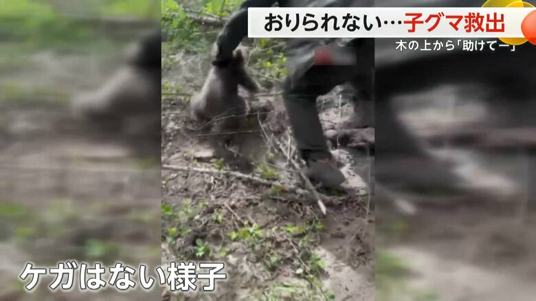 助けられた子グマ（IHA）
