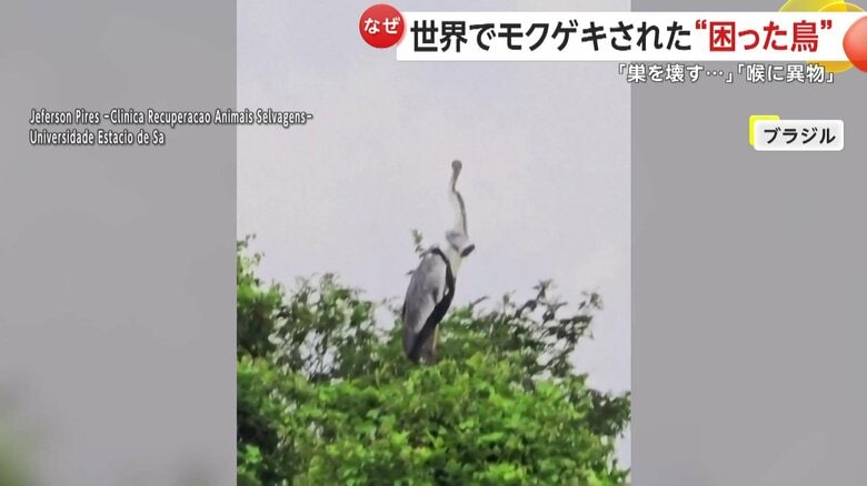 大きな羽と長い首が特徴のサギ