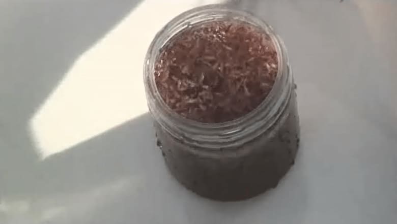 採取したヨコエビはビンいっぱいになった