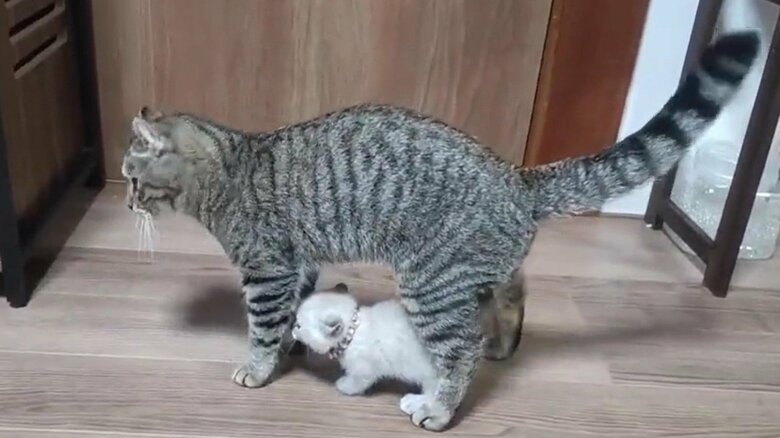 前方をじっと見つめている。何かを感じているのだろうか