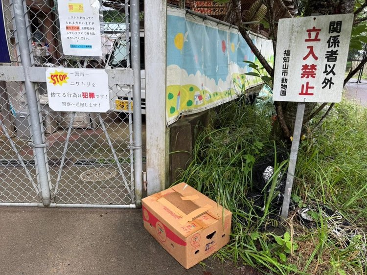 段ボールに入れられ捨てられていたニワトリ