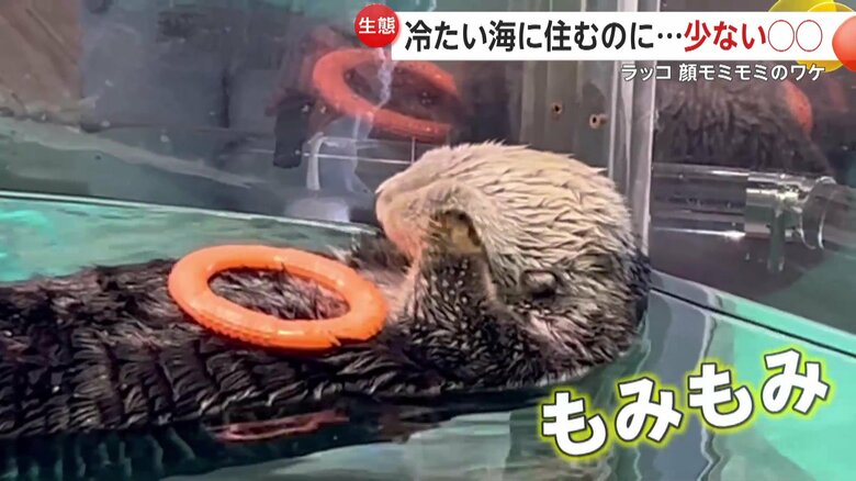 一心不乱に顔をもモミモミする様子（映像提供：マリンワールド海の中道）