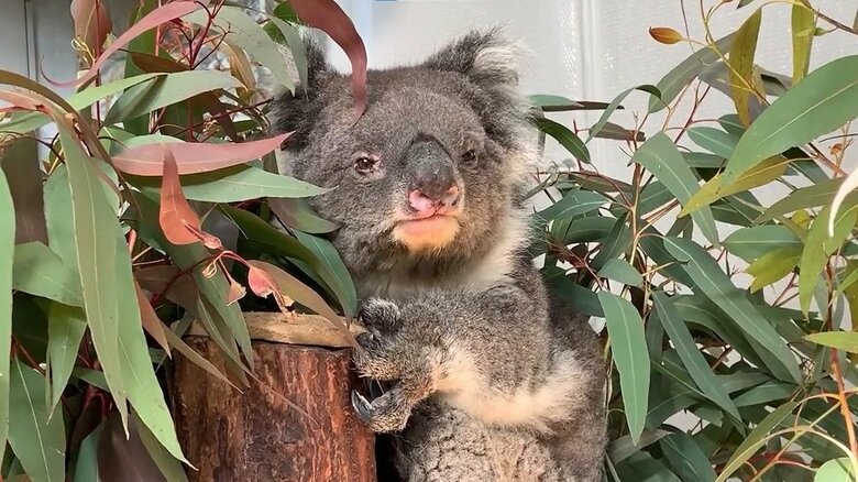 みどりちゃん（提供：イングランドの丘）