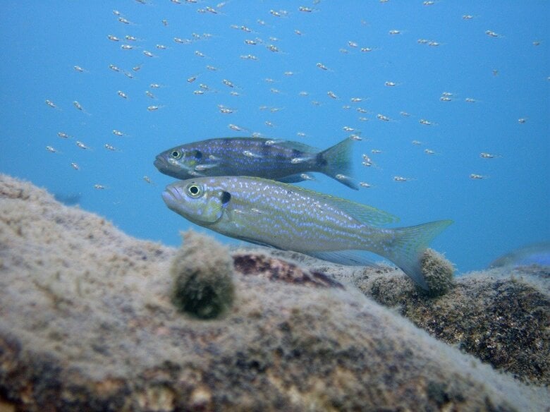 ペリソダス・ミクロレピス（提供：富山大学・竹内勇一助教）