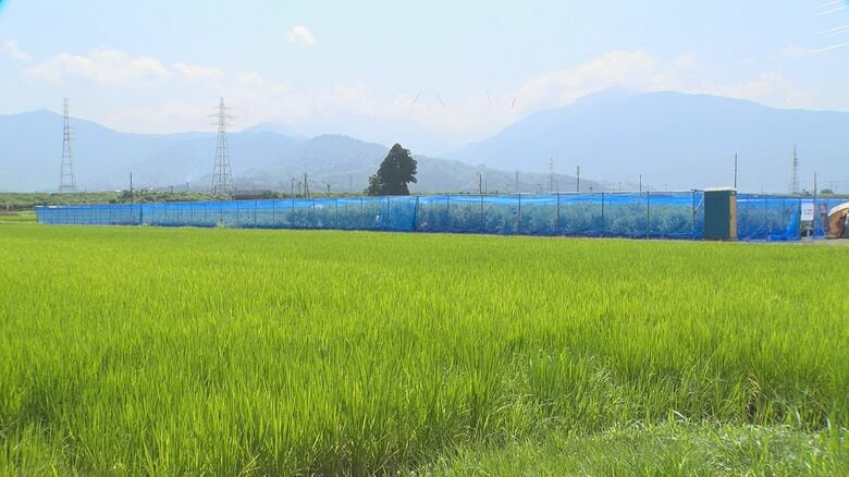 田園の中のブルーベリー農園