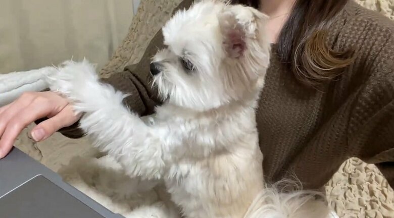 飼い主さんがPCに手を伸ばすと、ぽんたくんは前脚で阻止