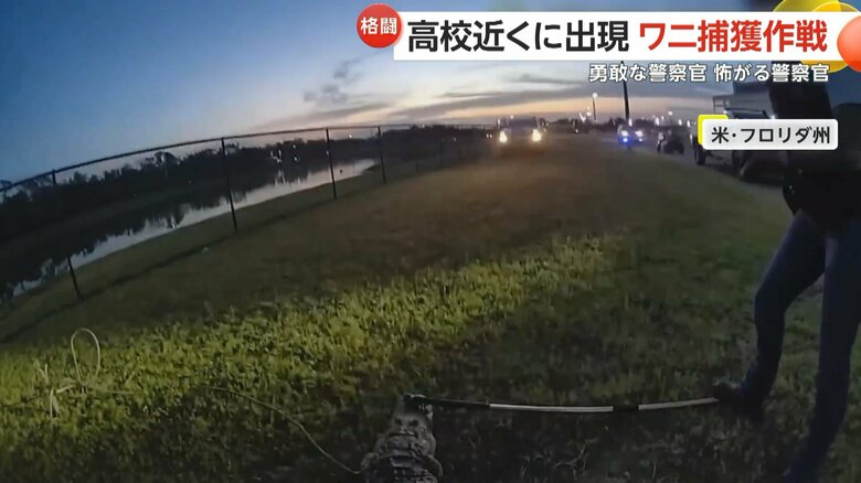 警察官が慣れた様子でワニに馬乗りになり、見事捕獲する一部始終①